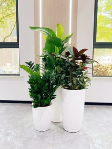 镇海盆景出租服务好